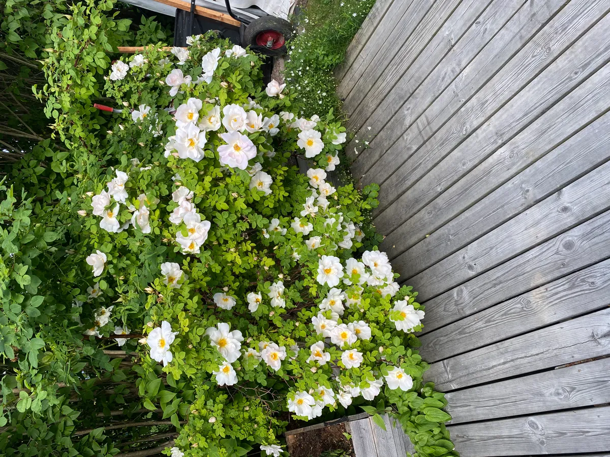 Hyreslägenhet på Uppsala i uppsala