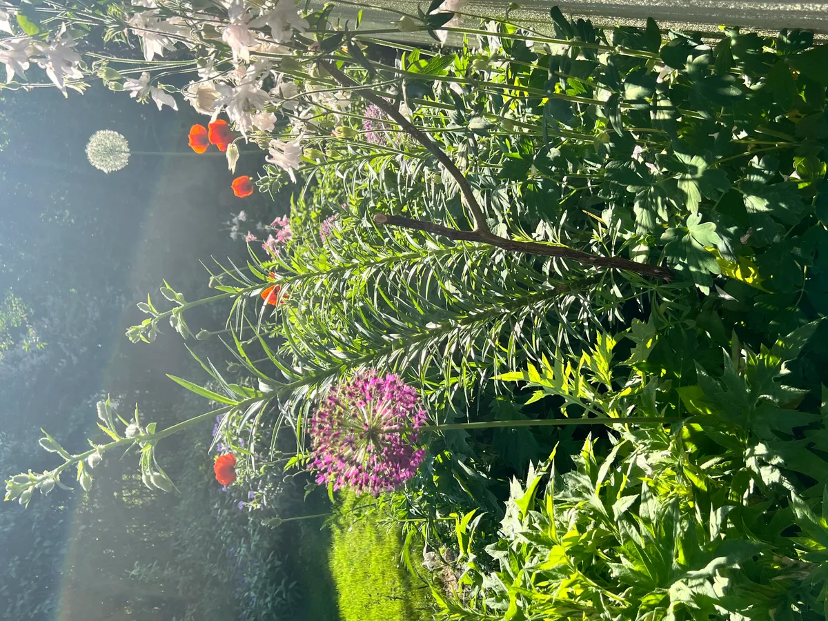 Hyreslägenhet på Bromma i bromma