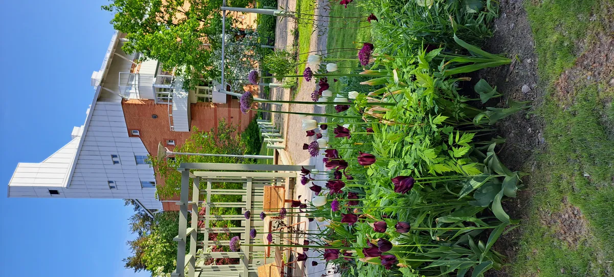 Hyreslägenhet på Umeå i umea