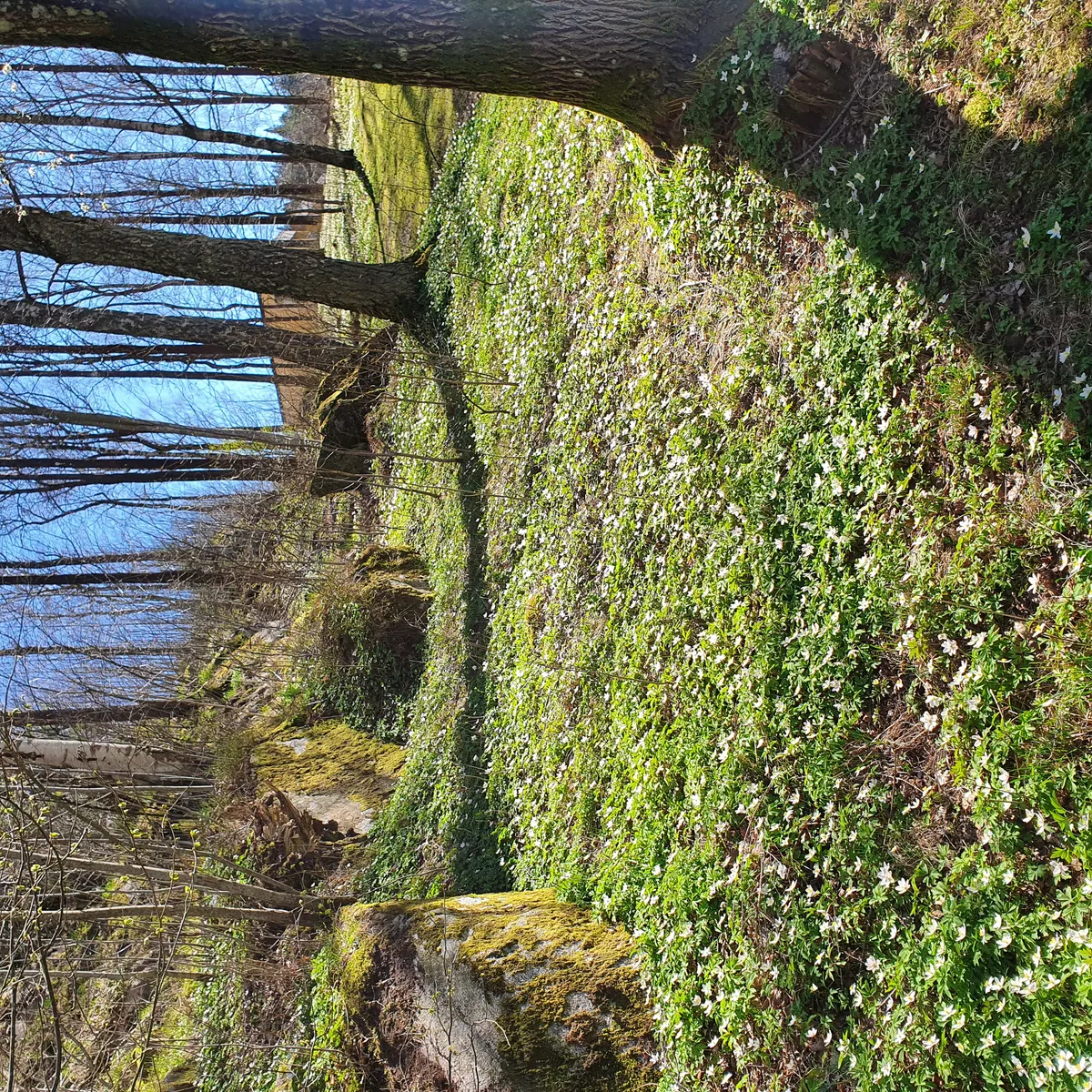 Hyreslägenhet på Borås i boras