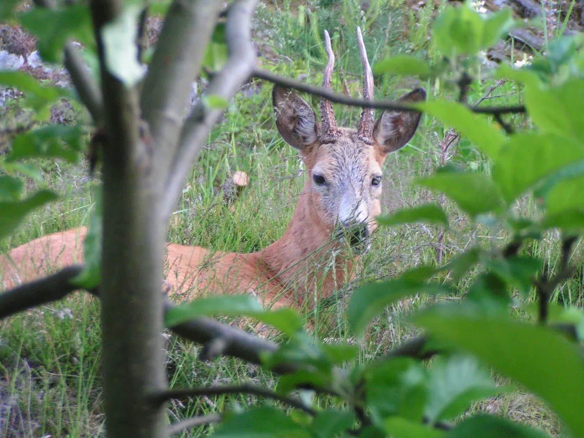 Hyresbostad på Lidingö i lidingo