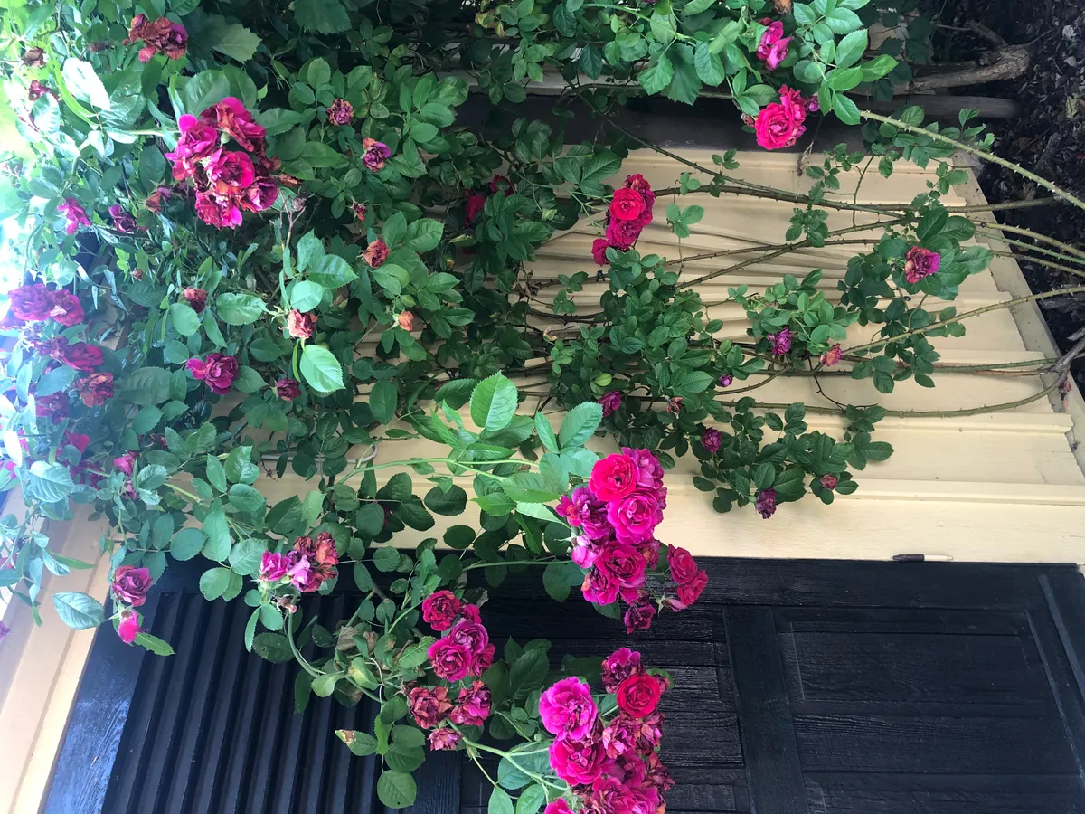 Hyreslägenhet på Uppsala i uppsala