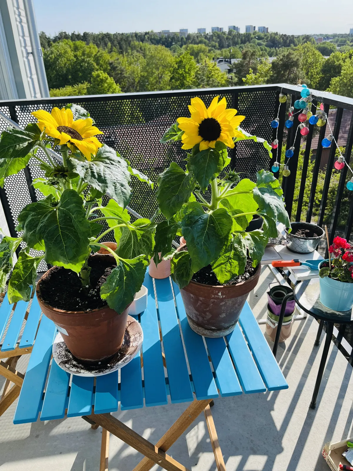 Hyreslägenhet på Bandhagen i bandhagen