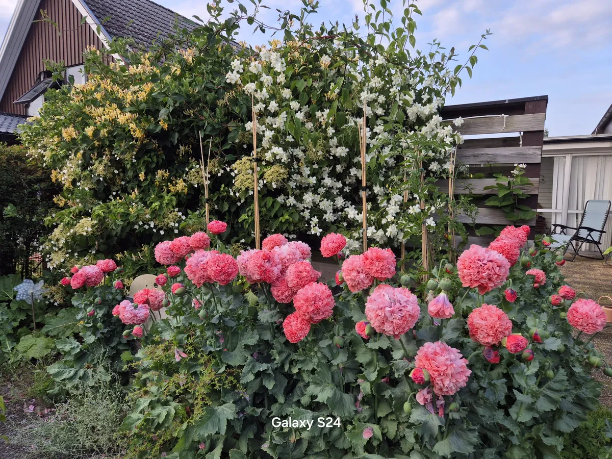 Hyresbostad på Löddeköpinge i loddekopinge