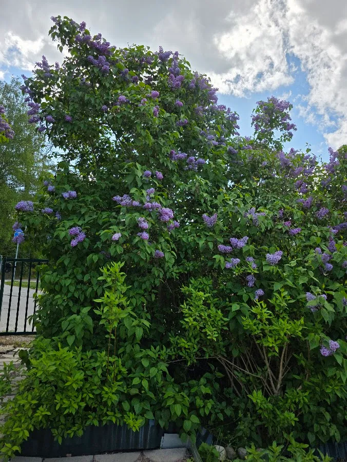 Hyreslägenhet på Hässelby i hasselby