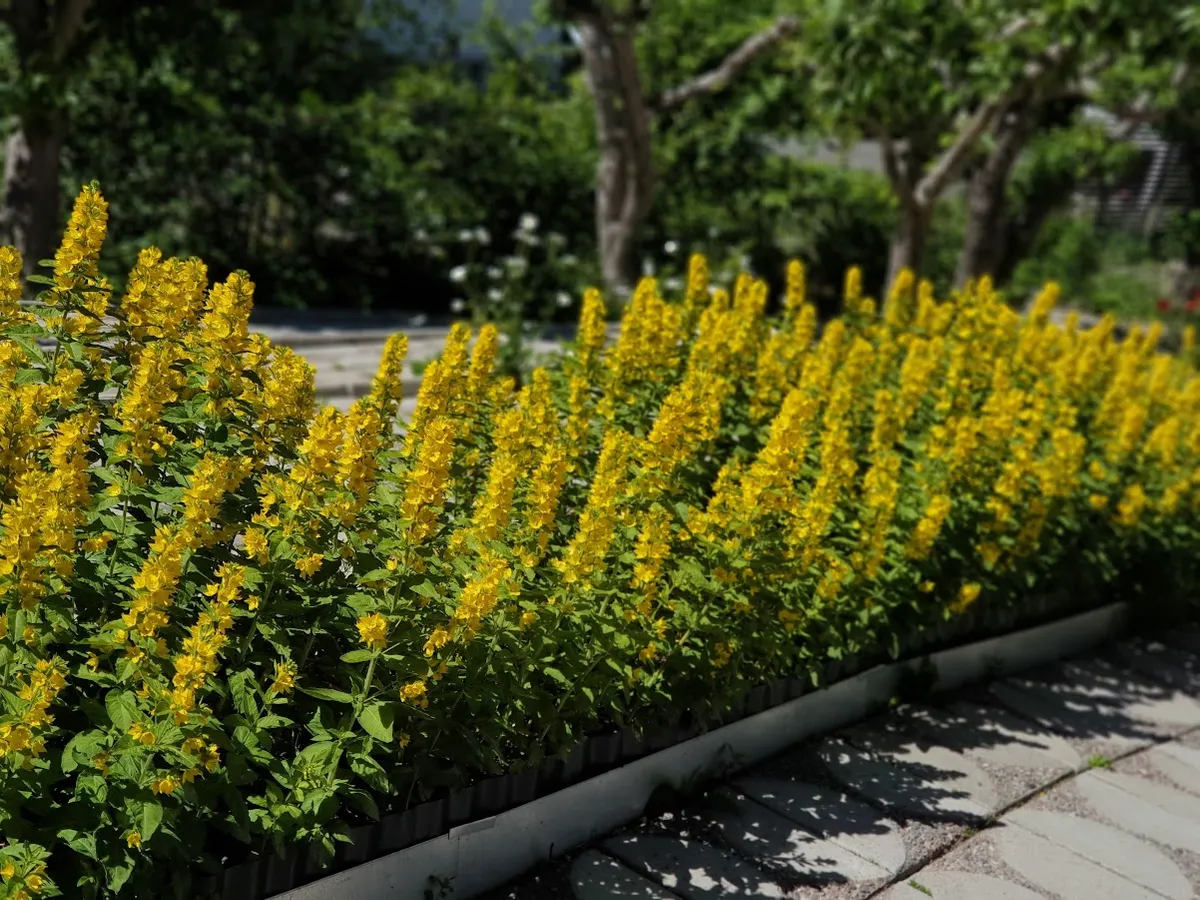 Hyreslägenhet på Hässelby i hasselby