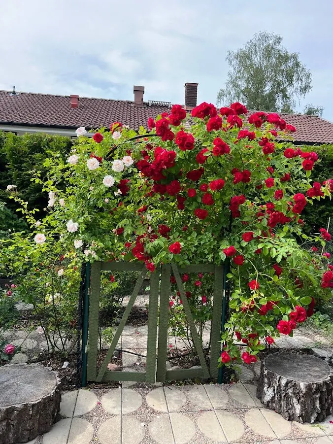 Hyreslägenhet på Hässelby i hasselby