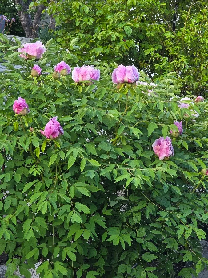 Hyreslägenhet på Hässelby i hasselby