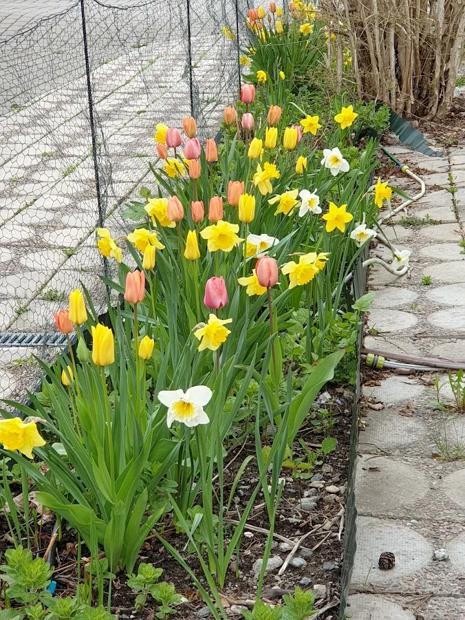 Hyreslägenhet på Hässelby i hasselby