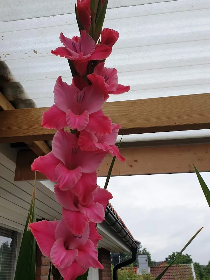 Hyreslägenhet på Hässelby i hasselby