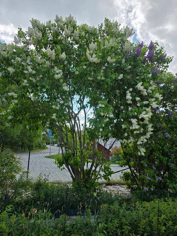 Hyreslägenhet på Hässelby i hasselby