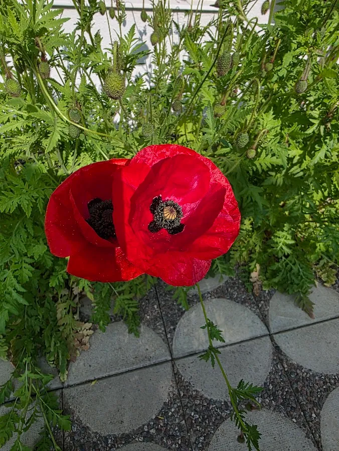 Hyreslägenhet på Hässelby i hasselby