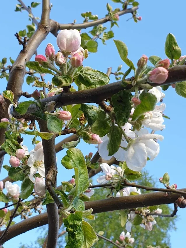 Hyreslägenhet på Hässelby i hasselby