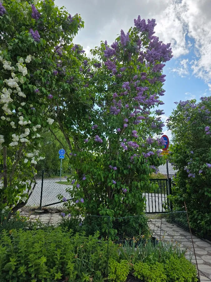 Hyreslägenhet på Hässelby i hasselby