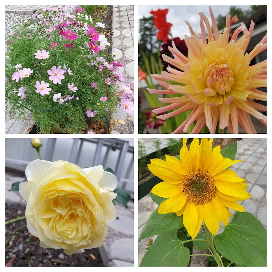 Hyreslägenhet på Hässelby i hasselby