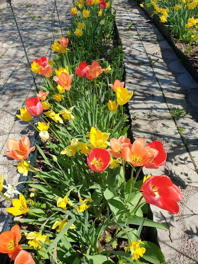 Hyreslägenhet på Hässelby i hasselby