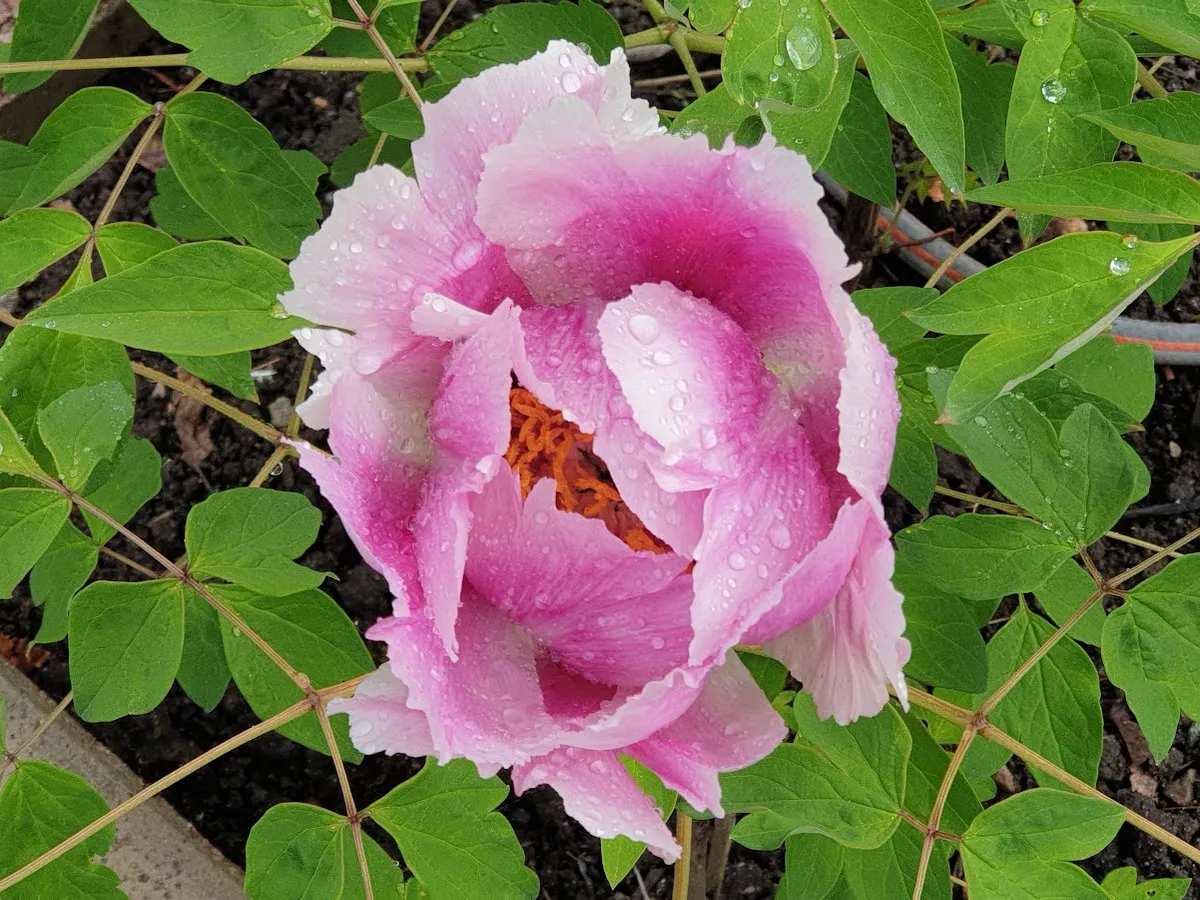 Hyreslägenhet på Hässelby i hasselby