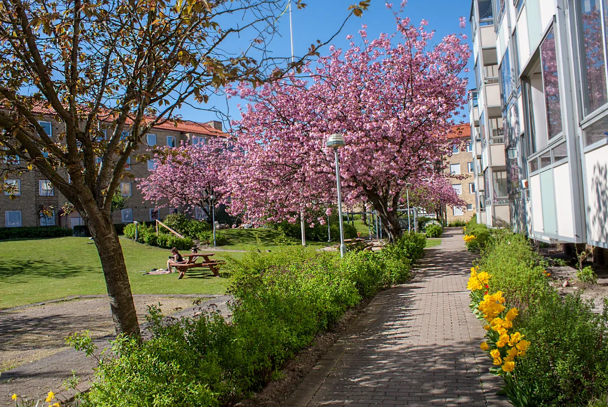 Hyreslägenhet på Malmö i malmo