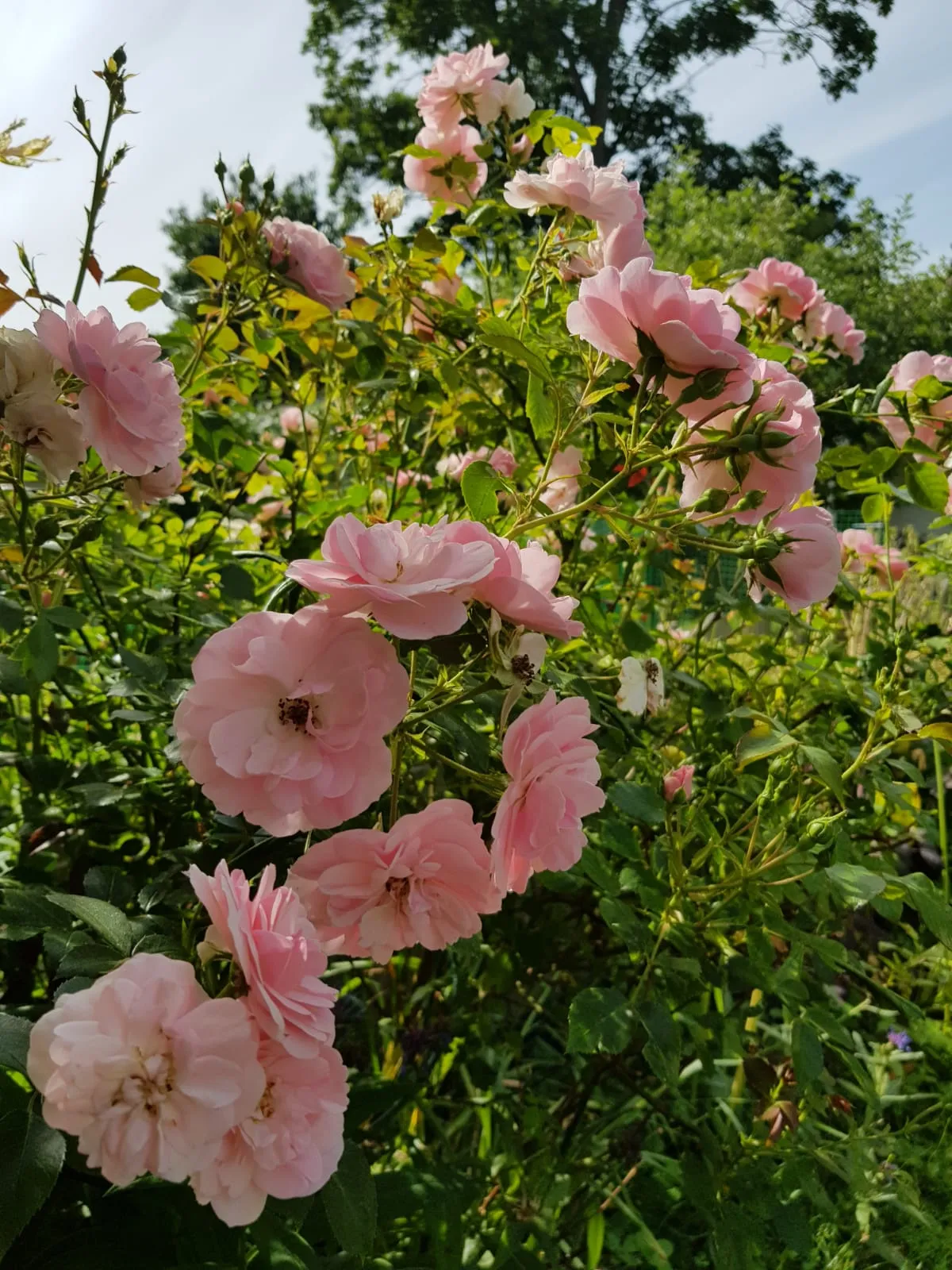 Hyresbostad på Vällingby i vallingby
