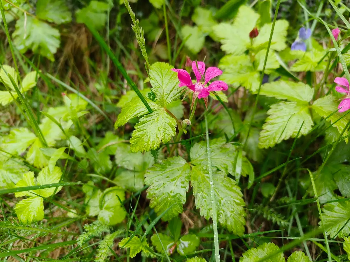 Hyresbostad på Luleå i lulea