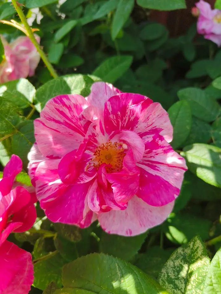 Hyresbostad på Luleå i lulea