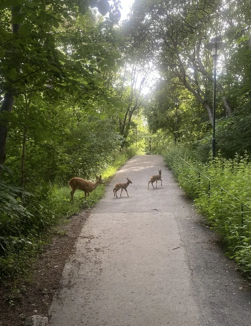 Hyreslägenhet på Stockholm i stockholm