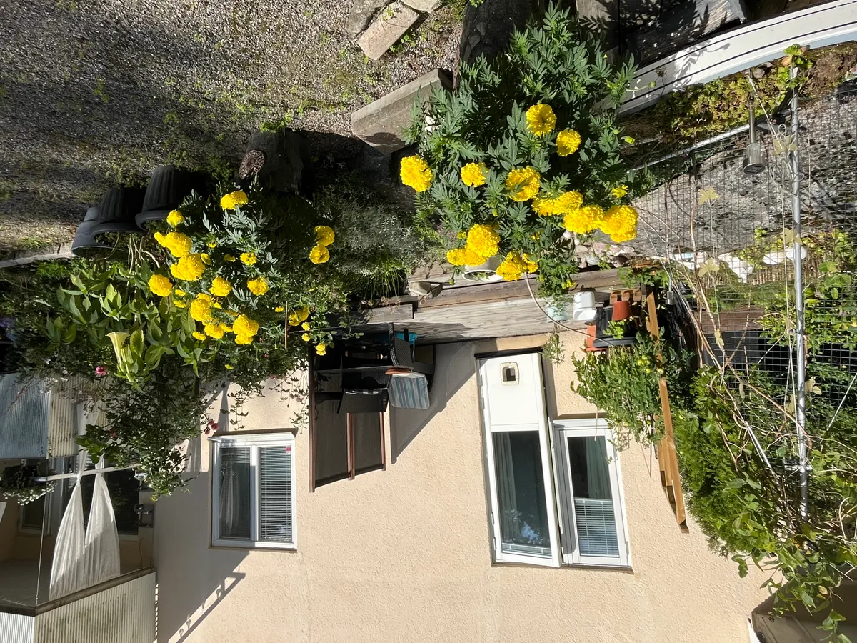 Hyreslägenhet på Sköndal i skondal