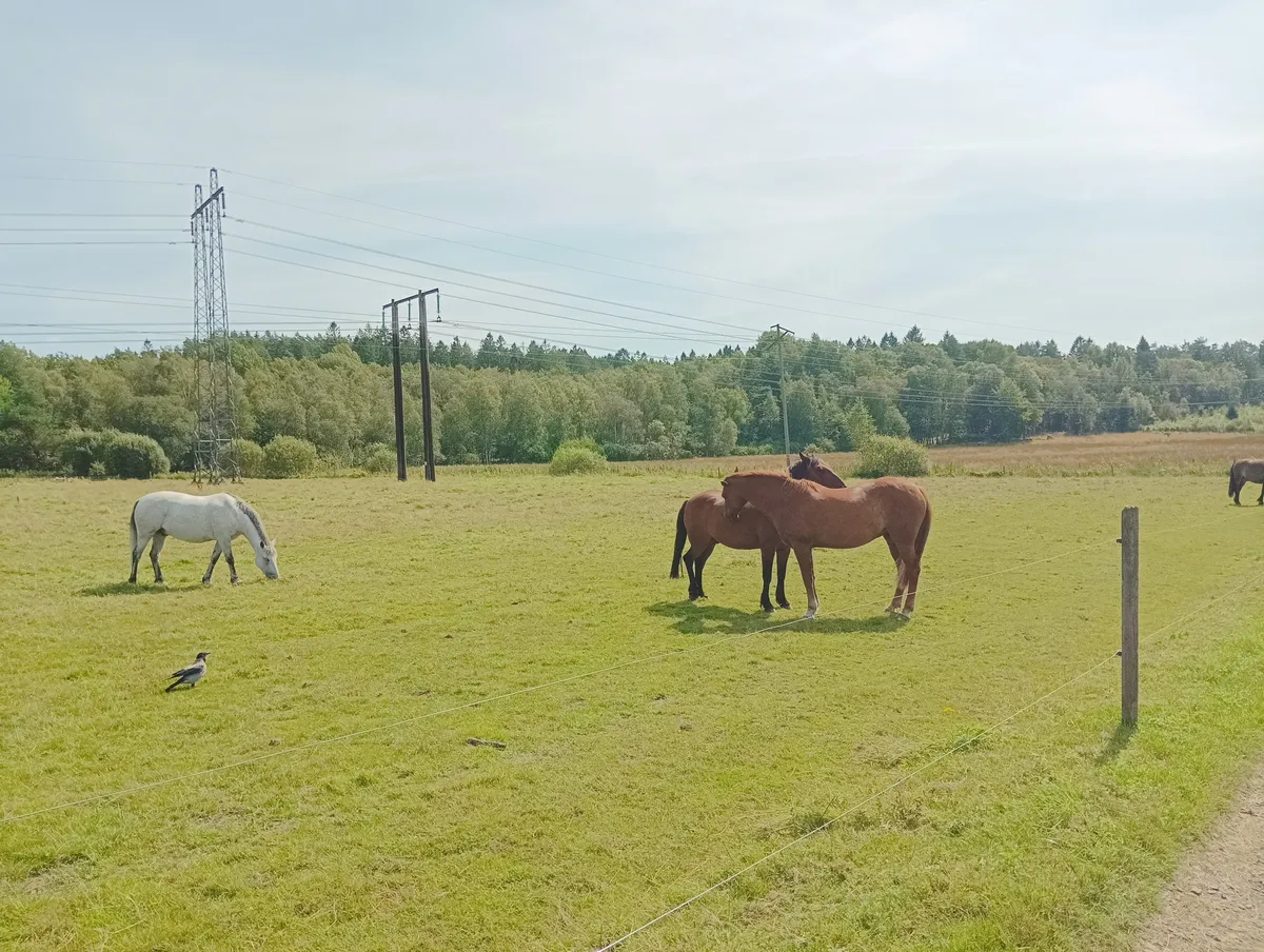 Hyreslägenhet på Göteborg i goteborg