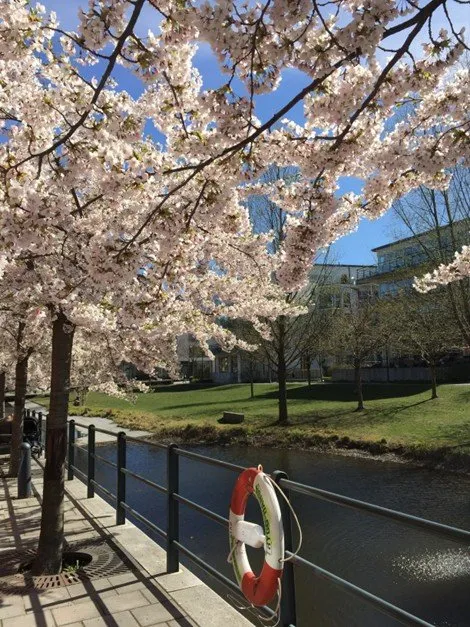 Hyreslägenhet på Stockholm i stockholm