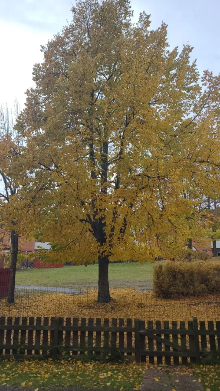 Hyreslägenhet på Motala i motala