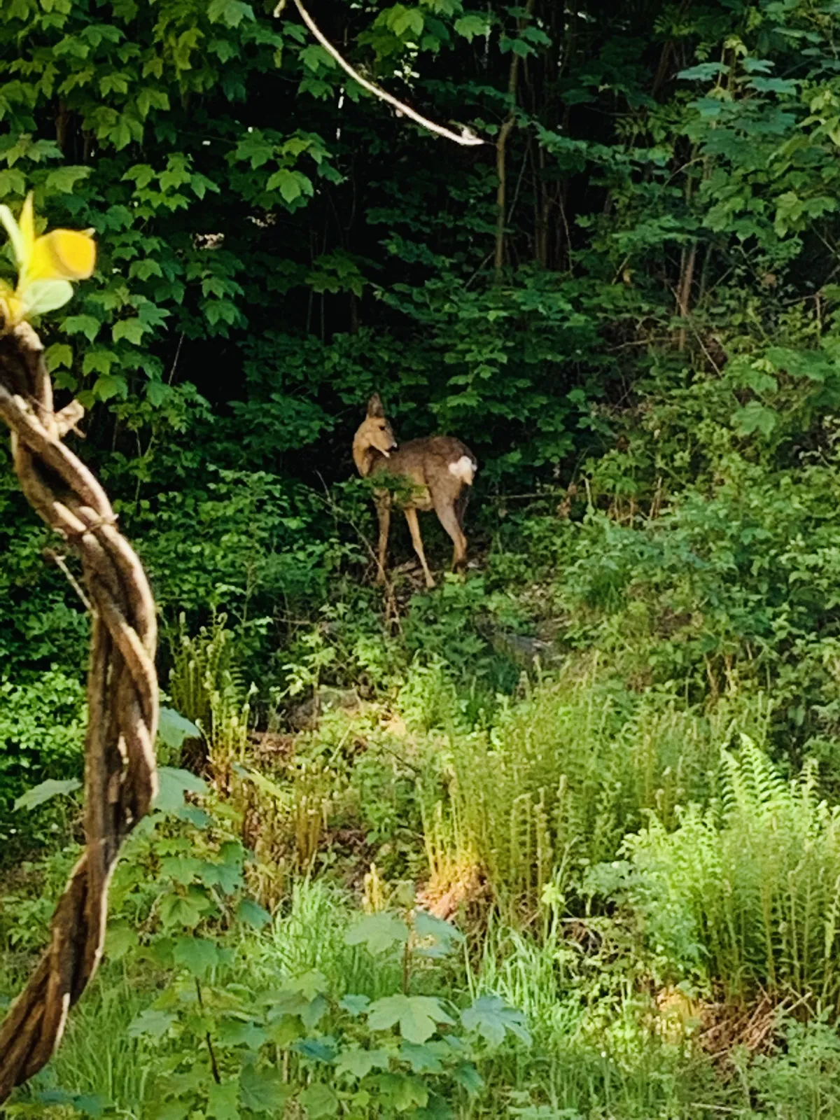 Hyreslägenhet på Göteborg i goteborg