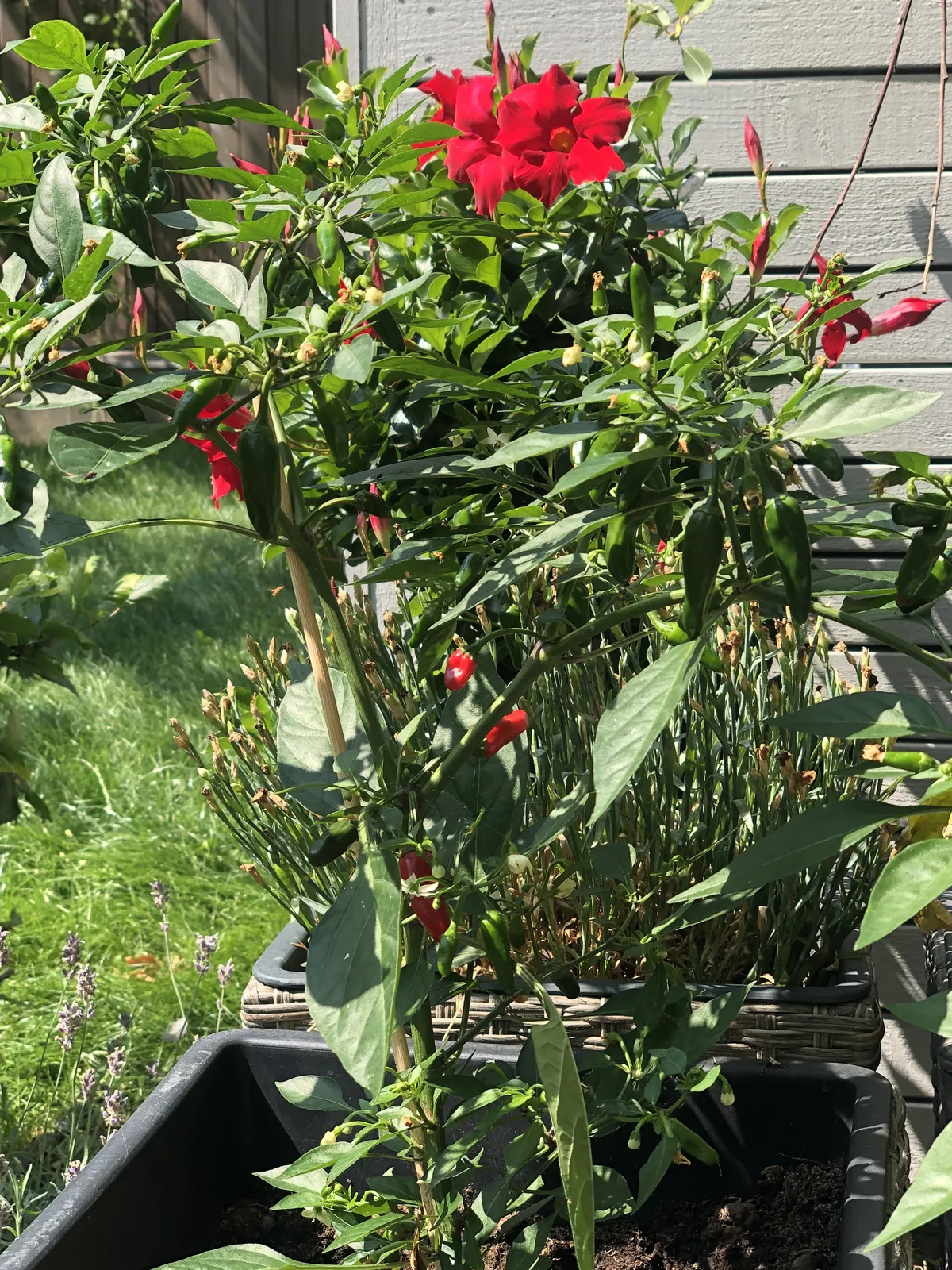 Hyreslägenhet på Malmö i malmo