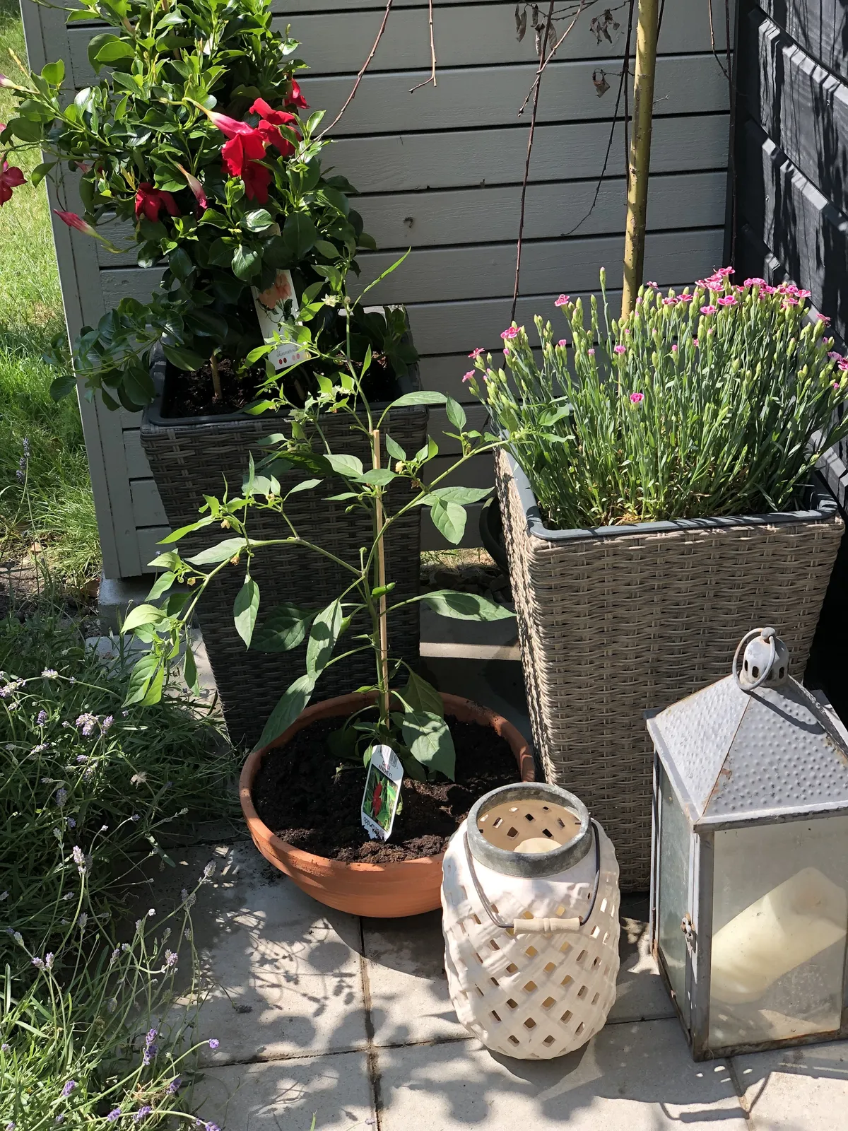 Hyreslägenhet på Malmö i malmo