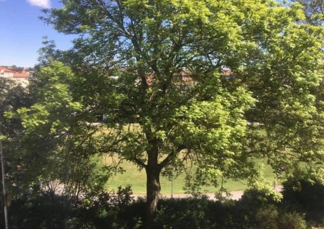 Hyreslägenhet på Södertälje i sodertalje