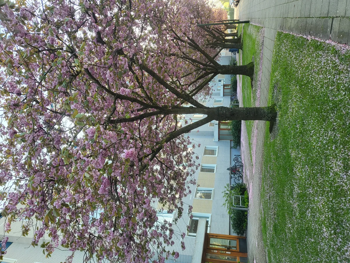 Hyreslägenhet på Malmö i malmo