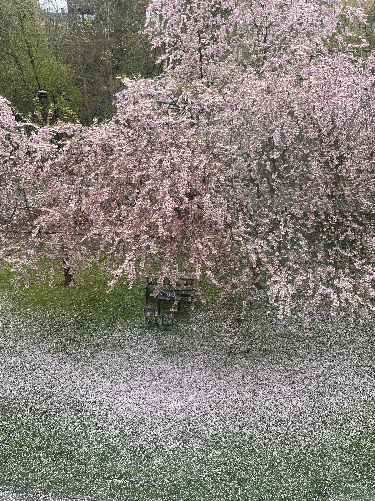 Hyreslägenhet på Hägersten i hagersten