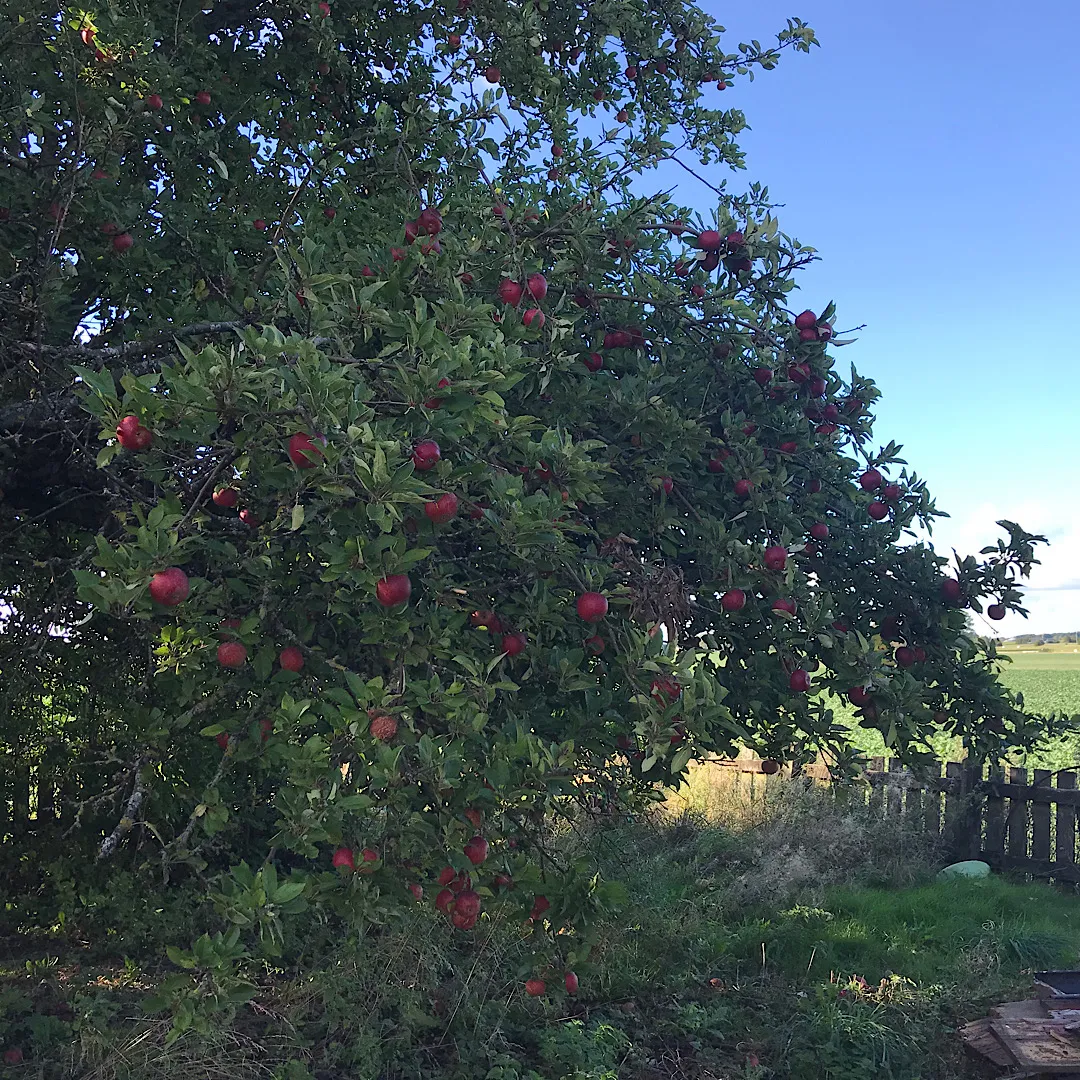 Hyreslägenhet på Tågarp i tagarp