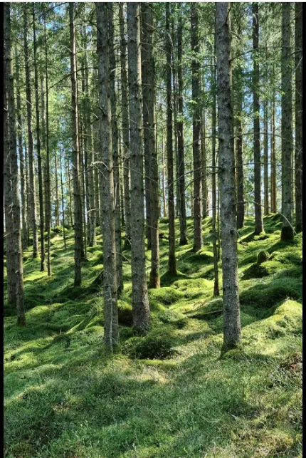 Hyreslägenhet på Hultafors i hultafors