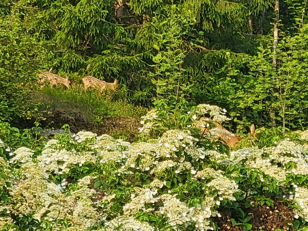 Hyresbostad på Hällingsjö i hallingsjo