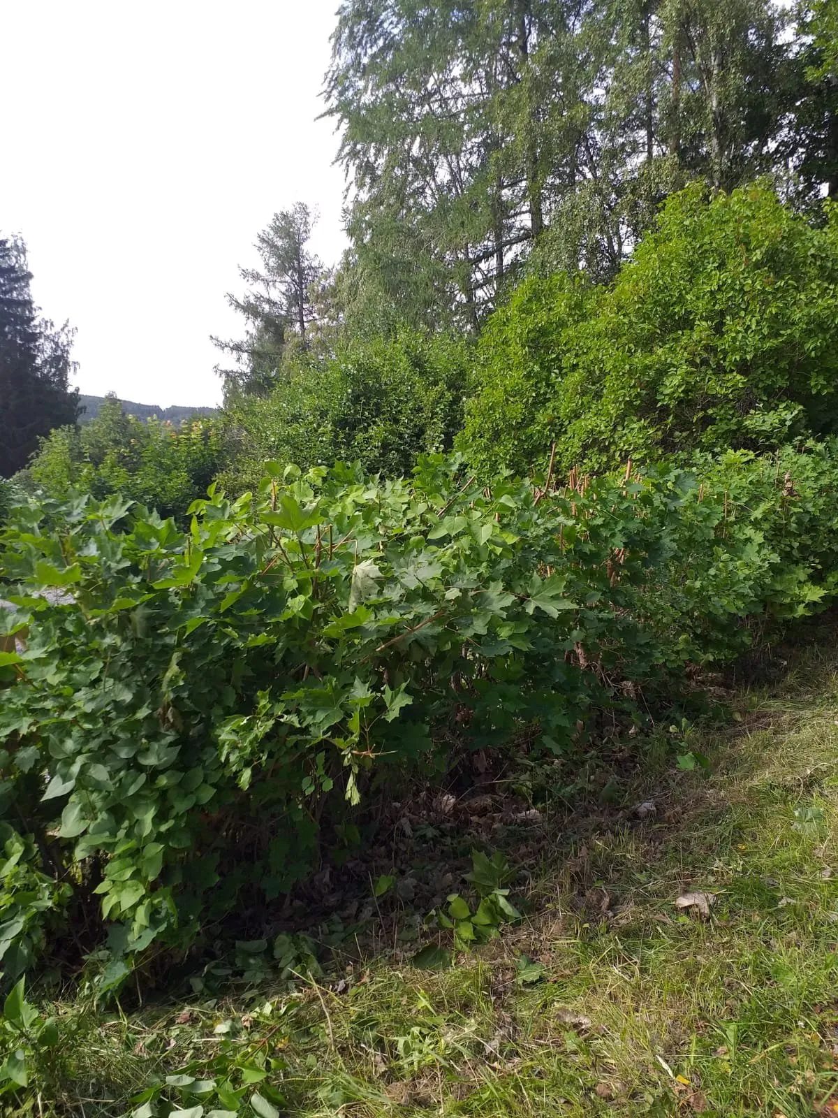 Hyresbostad på Kramfors i kramfors