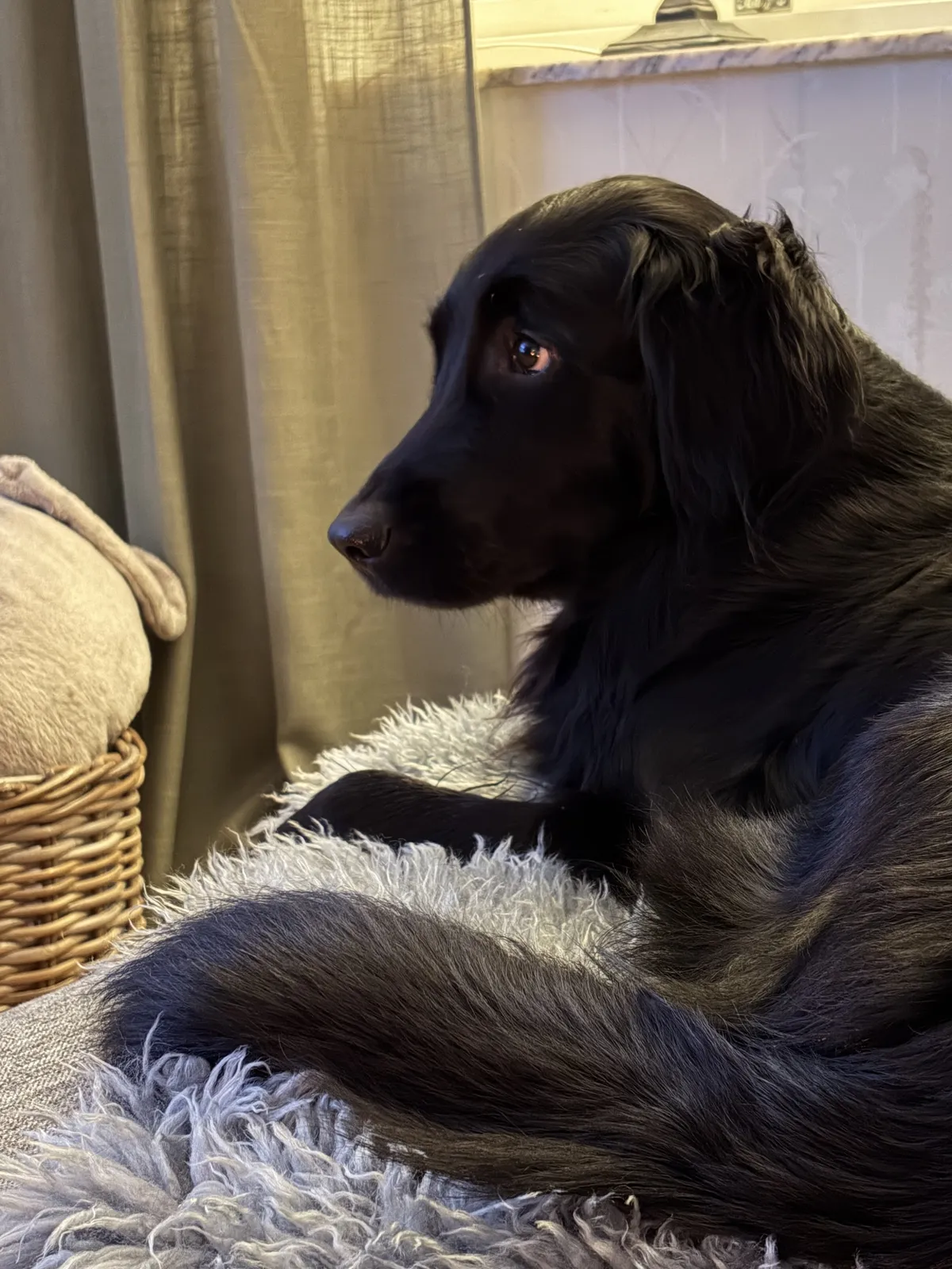 Hyreslägenhet på Varberg i varberg