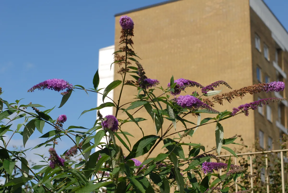 Hyreslägenhet på Malmö i malmo