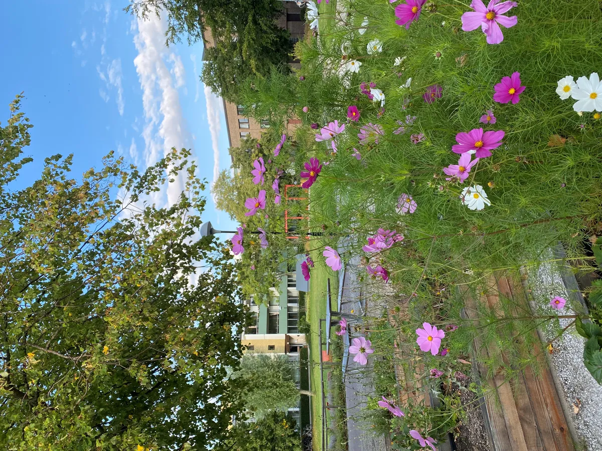 Hyreslägenhet på Malmö i malmo