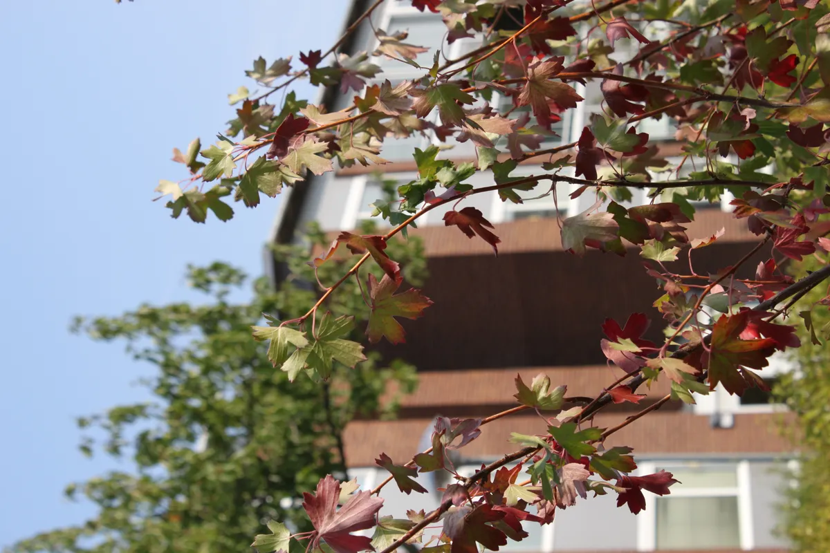 Hyreslägenhet på Kalmar i kalmar