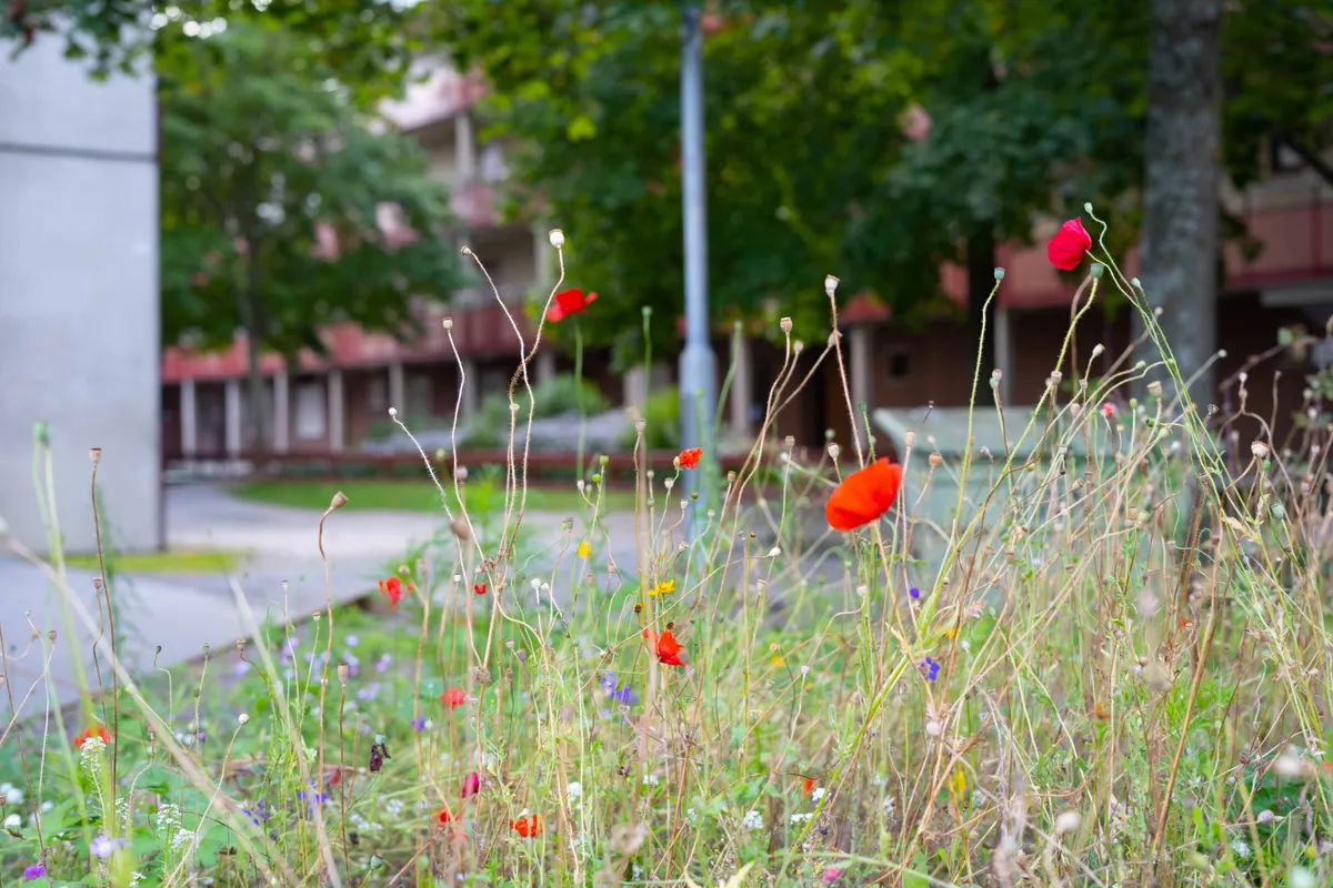 Hyreslägenhet på Borås i boras