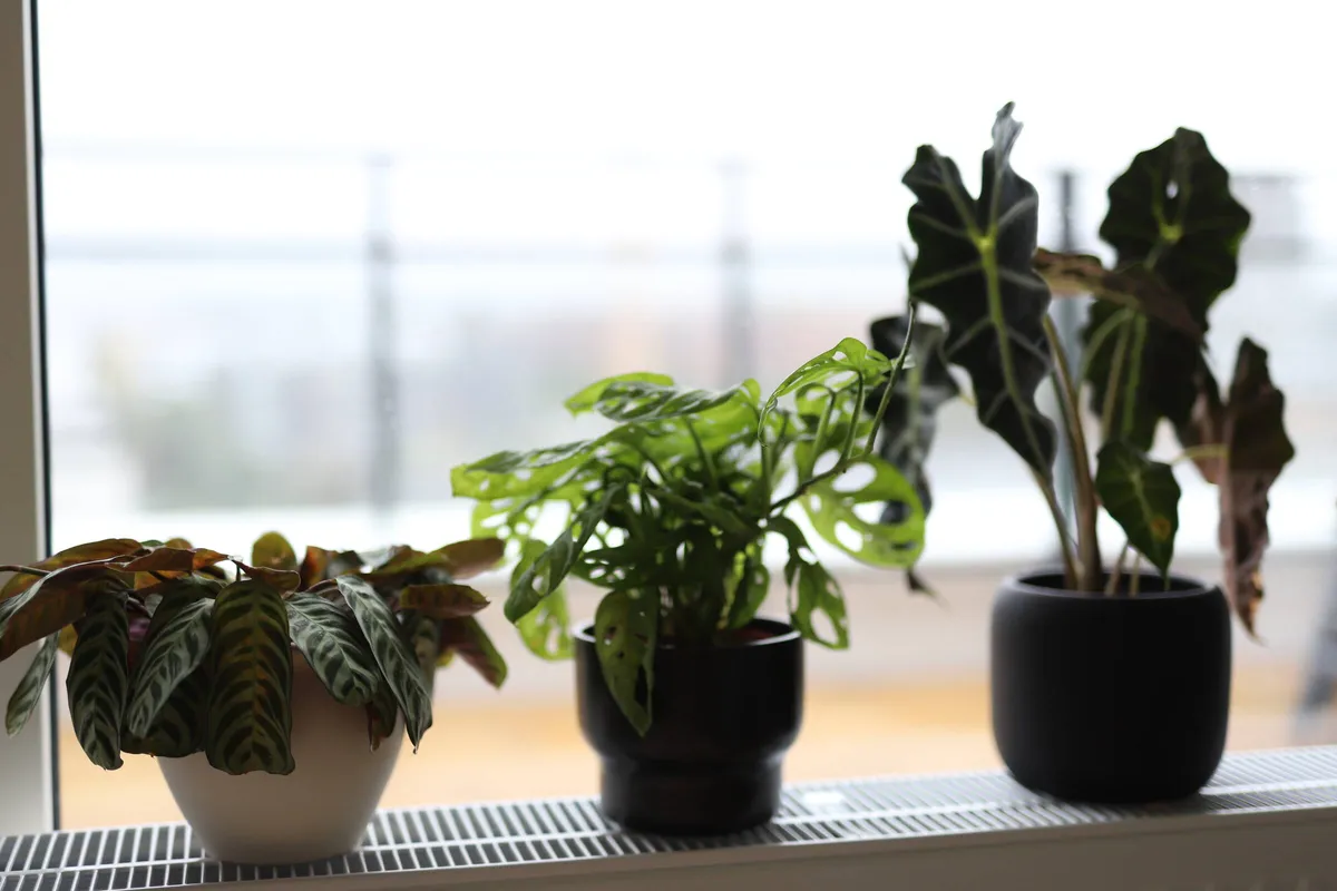 Hyreslägenhet på Trelleborg i trelleborg