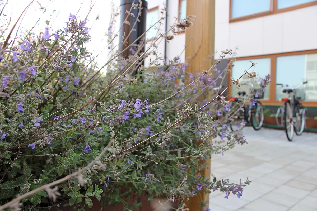 Hyreslägenhet på Malmö i malmo