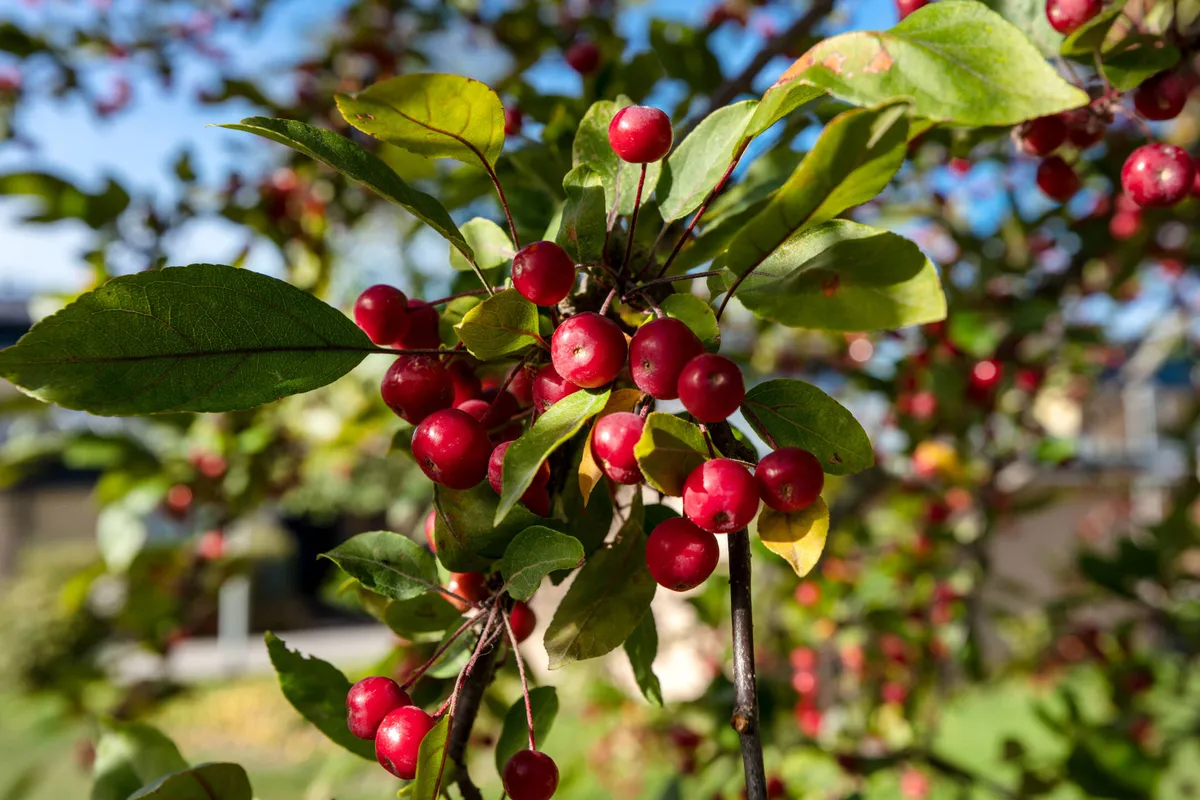 Hyreslägenhet på Malmö i malmo