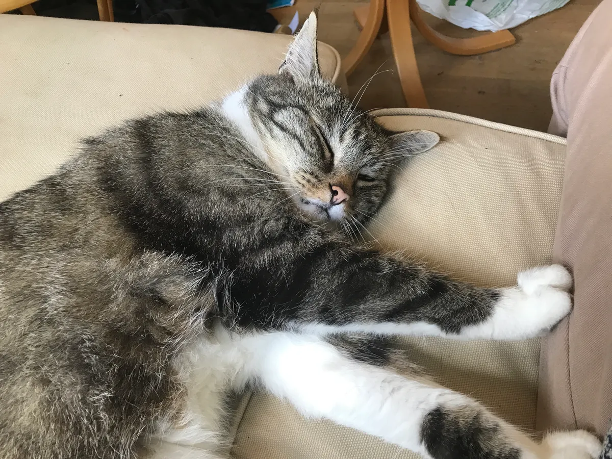 Hyreslägenhet på Lund i lund